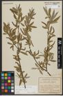 Foto von Salix alba subsp. alba L.
